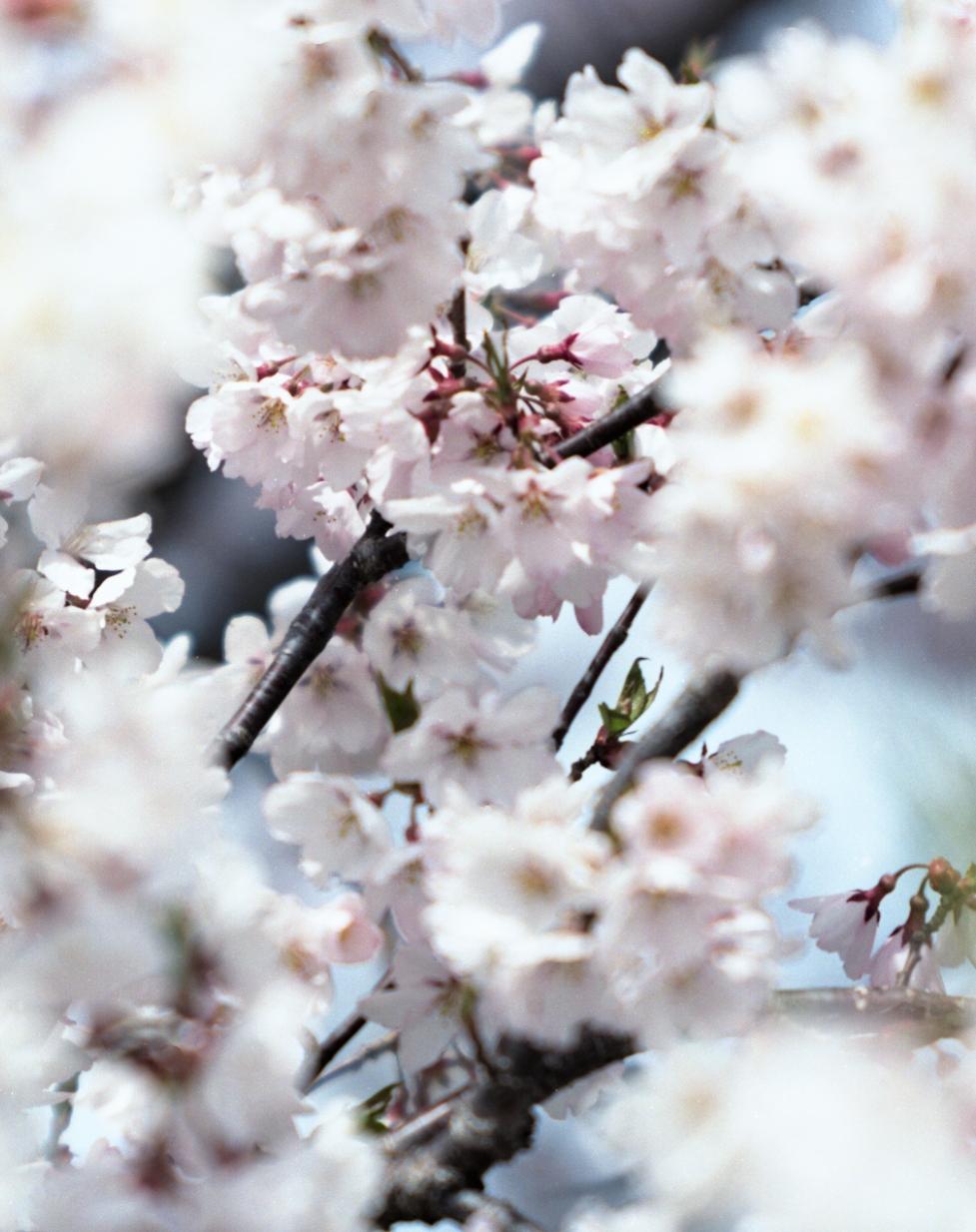 SAKURA 15, 4-46 – Risaku Suzuki, Nature, Tree, Cherry Blossom, Japanese, Sakura For Sale 1