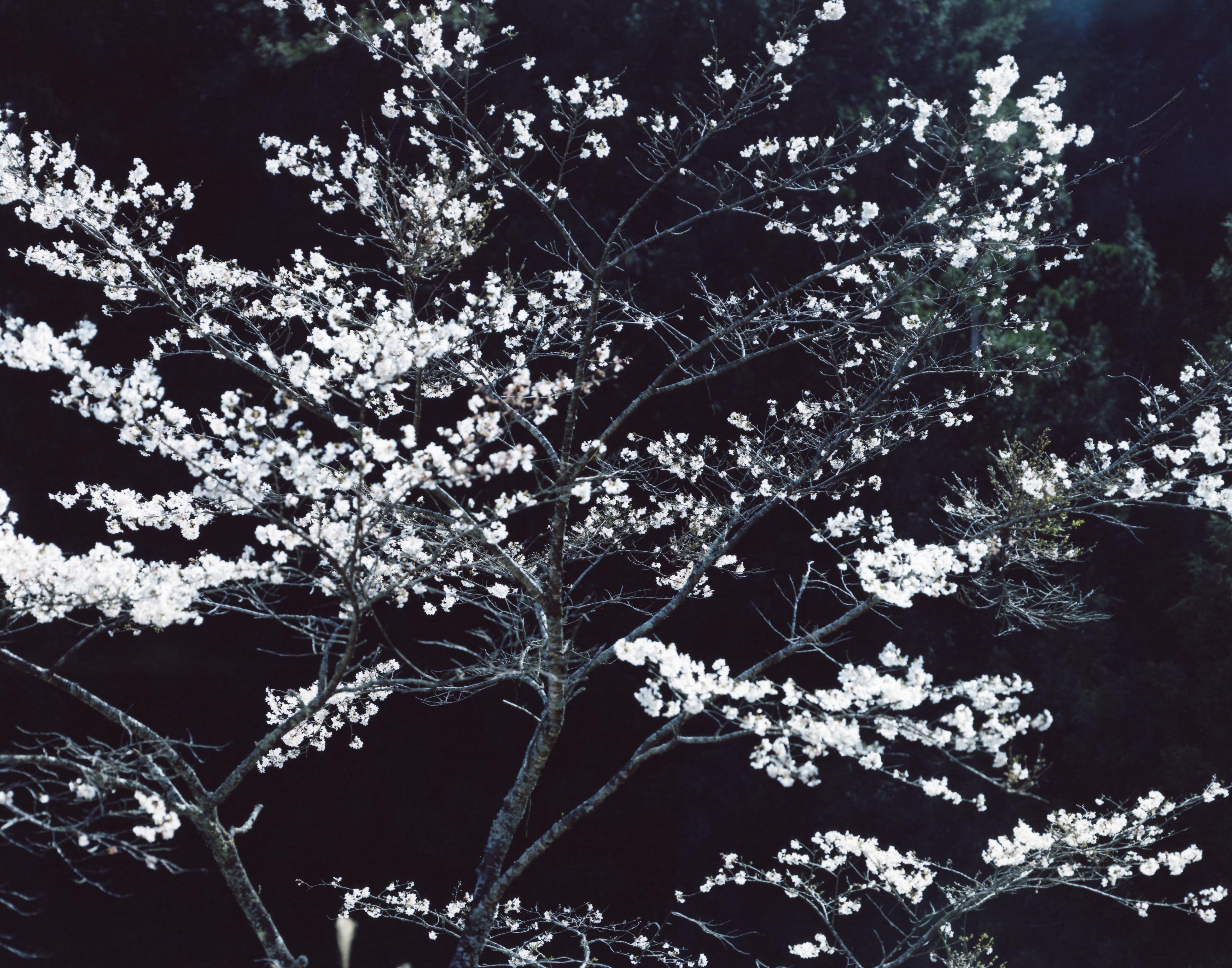 SAKURA 13,4-152 – Risaku Suzuki, Night, Tree, Spring, Cherry Blossom, Japan Art