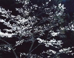 SAKURA 13,4-152 - Risaku Suzuki, Nuit, Arbre, Printemps, Cerisier en fleurs, Japon Art