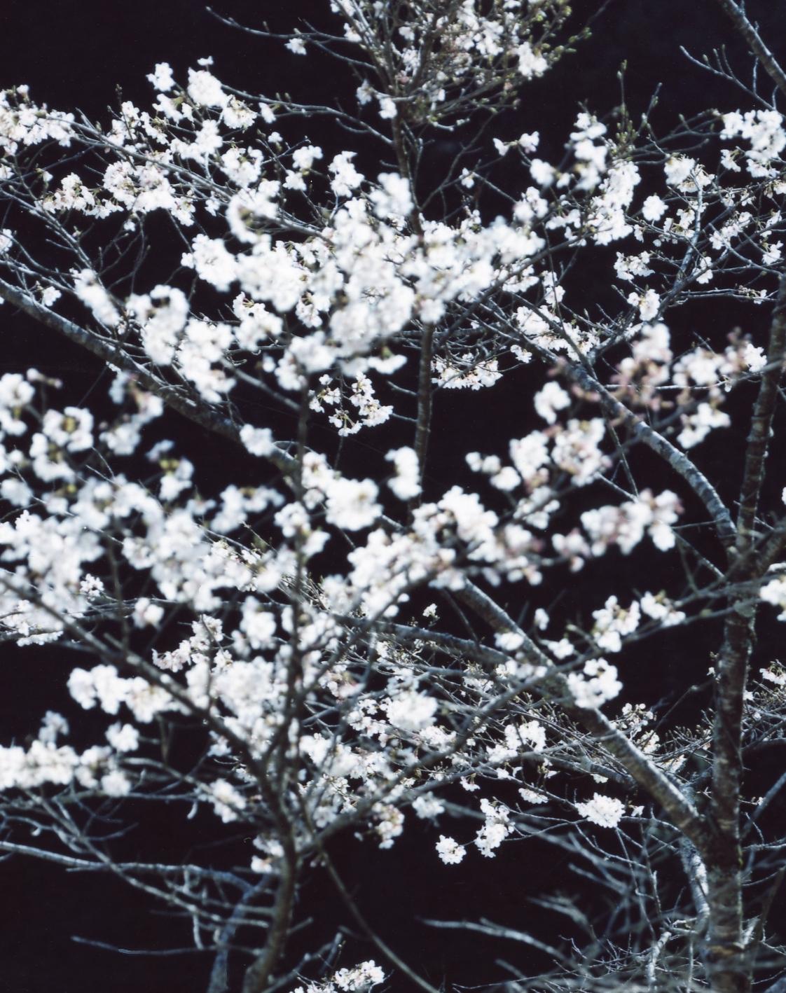 SAKURA 13,4-152 - Risaku Suzuki, Nacht, Baum, Frühling, Kirschblüte, Japan Kunst im Angebot 1