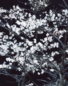 SAKURA 13, 4-152 – Risaku Suzuki, Night, Tree, Spring, Cherry Blossom, Japan Art