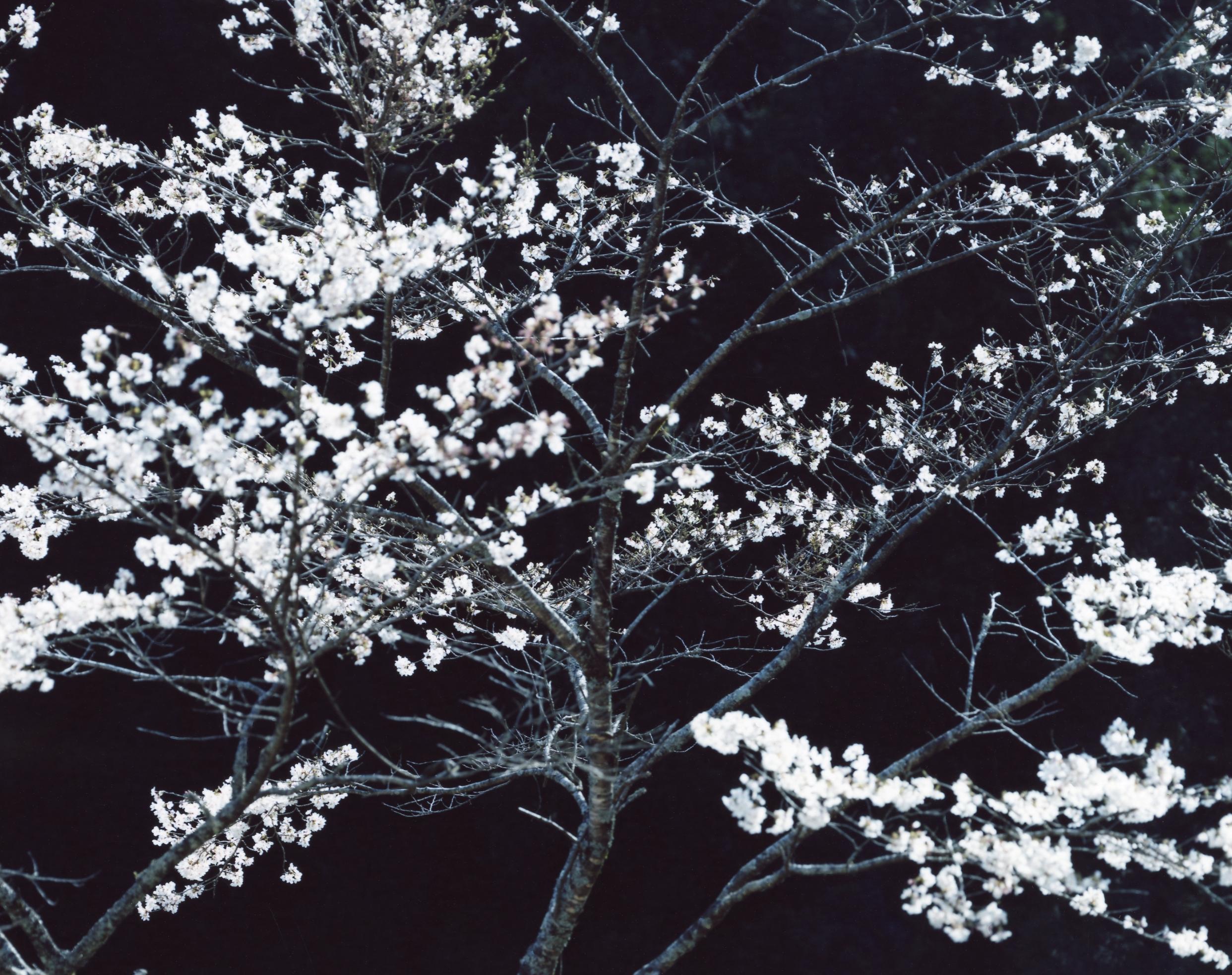 SAKURA 13,4-152 - Risaku Suzuki, Nacht, Baum, Frühling, Kirschblüte, Japan Kunst im Angebot 2