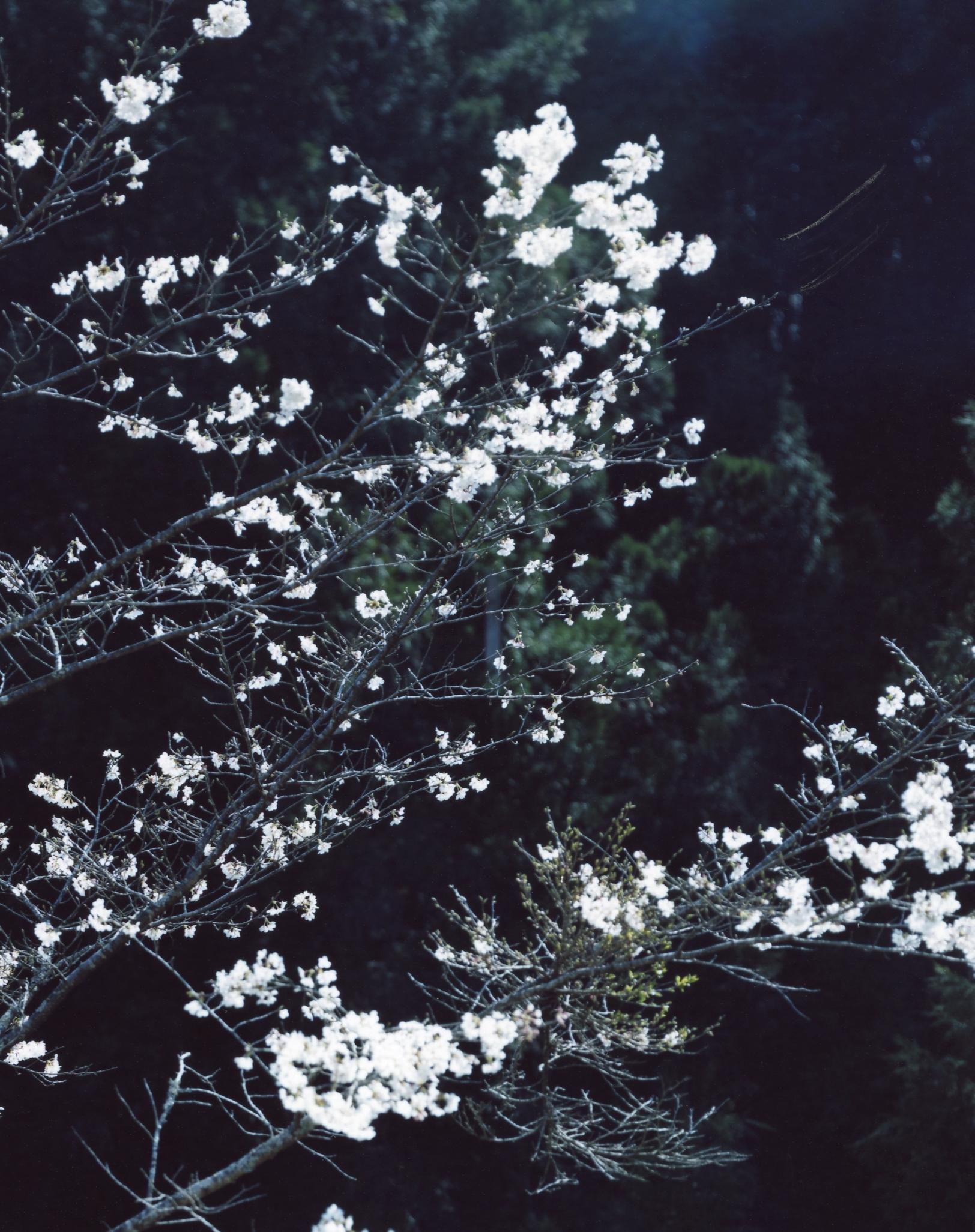 SAKURA 13,4-152 - Risaku Suzuki, Nacht, Baum, Frühling, Kirschblüte, Japan Kunst im Angebot 3