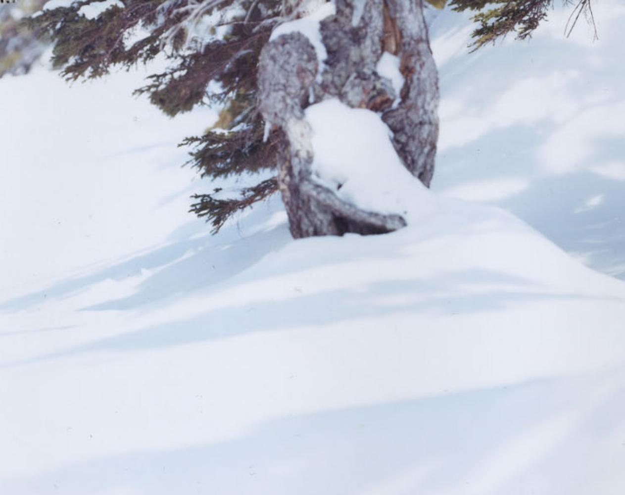 White 07, H-92 – Risaku Suzuki, Nature, Snow, Forest, White, Winter, Japanese Art For Sale 1