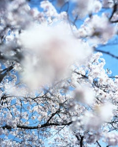 SAKURA 15, 4-82 – Risaku Suzuki, Nature, Tree, Cherry Blossom, Japanese, Sakura