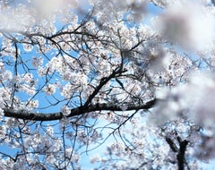 SAKURA 15, 4-82 – Risaku Suzuki, Nature, Tree, Cherry Blossom, Japanese, Sakura