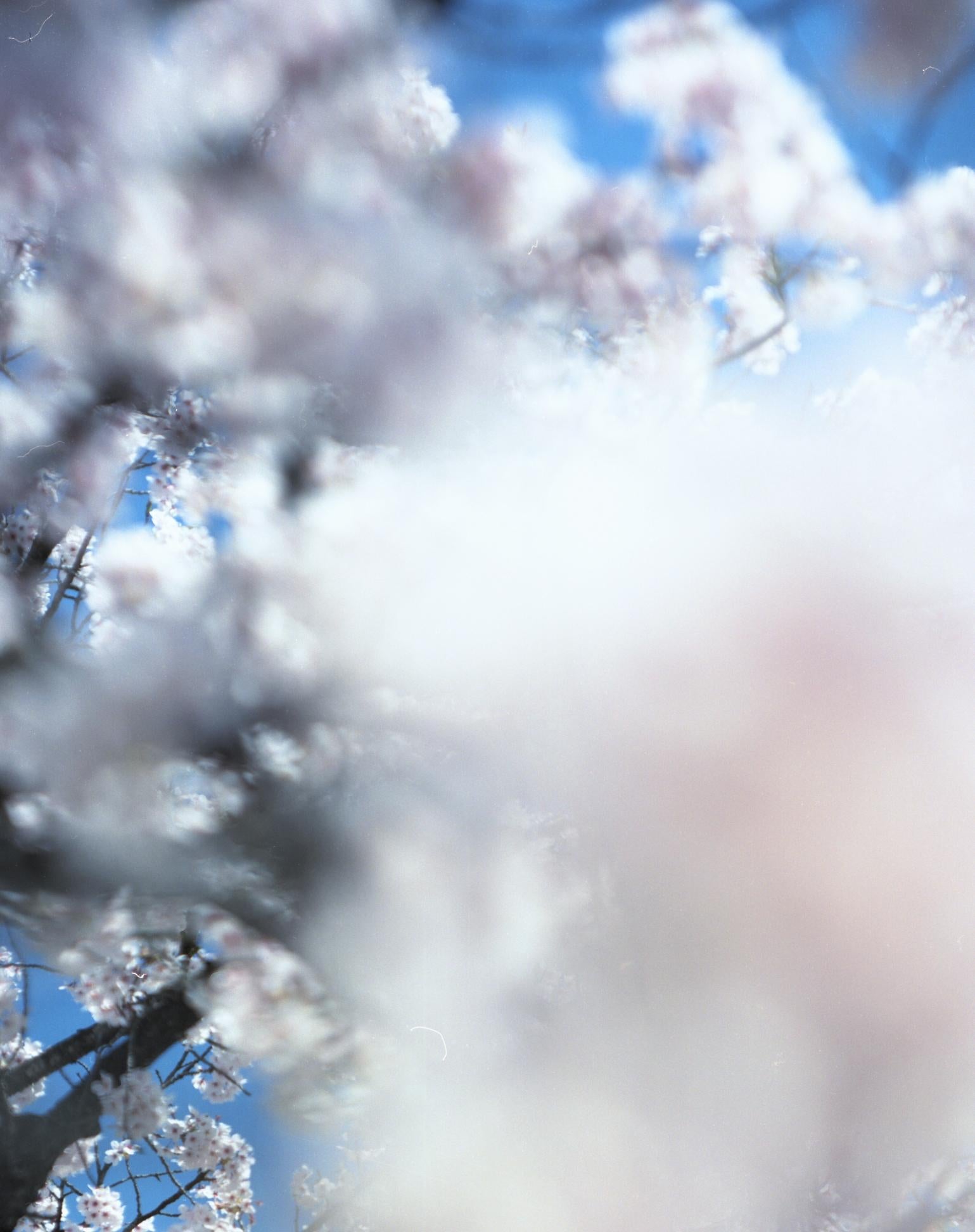 SAKURA 15, 4-82 - Risaku Suzuki, Natura, Albero, Fiore di ciliegio, Giapponese, Sakura in vendita 1