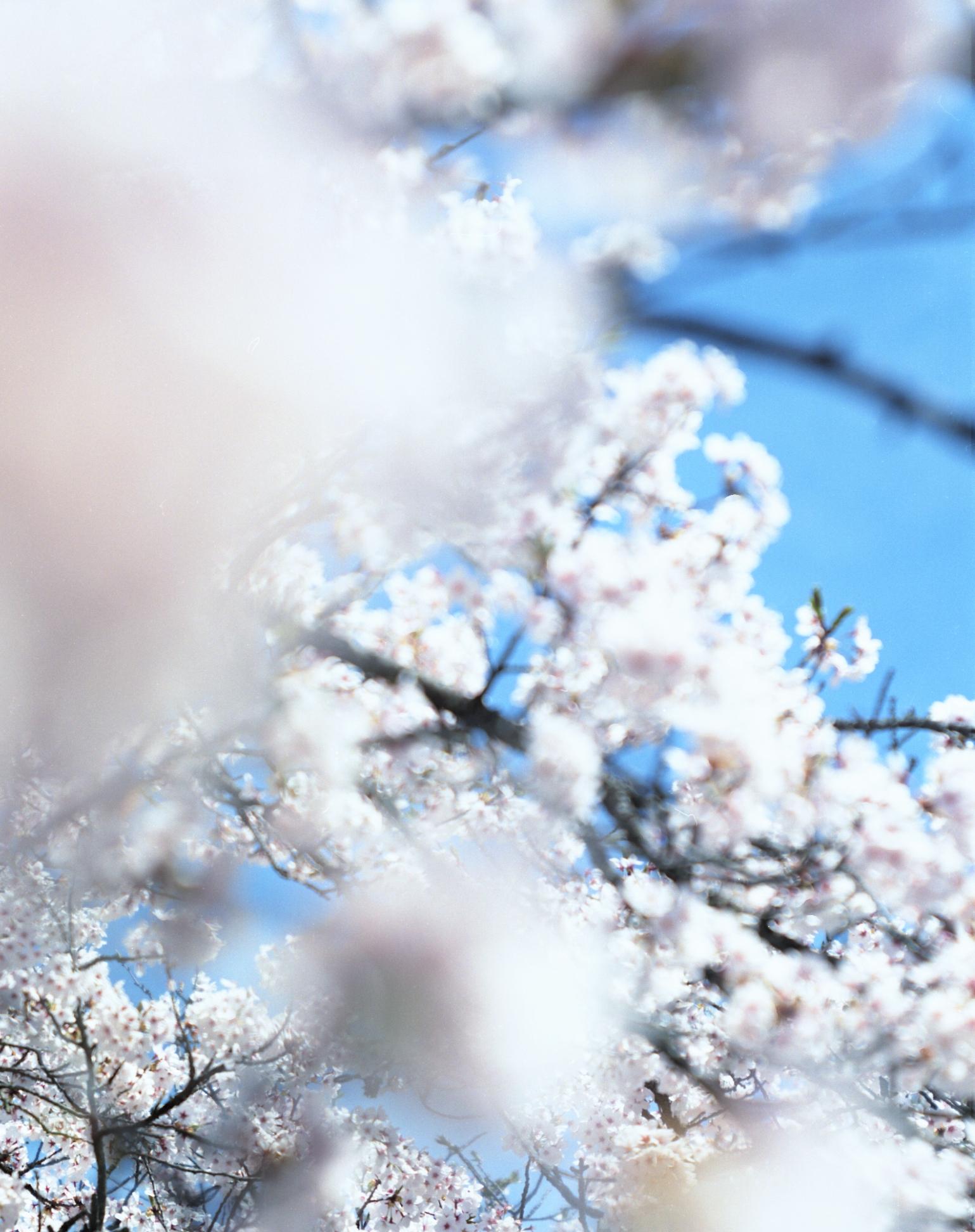 SAKURA 15, 4-82 – Risaku Suzuki, Nature, Tree, Cherry Blossom, Japanese, Sakura For Sale 1