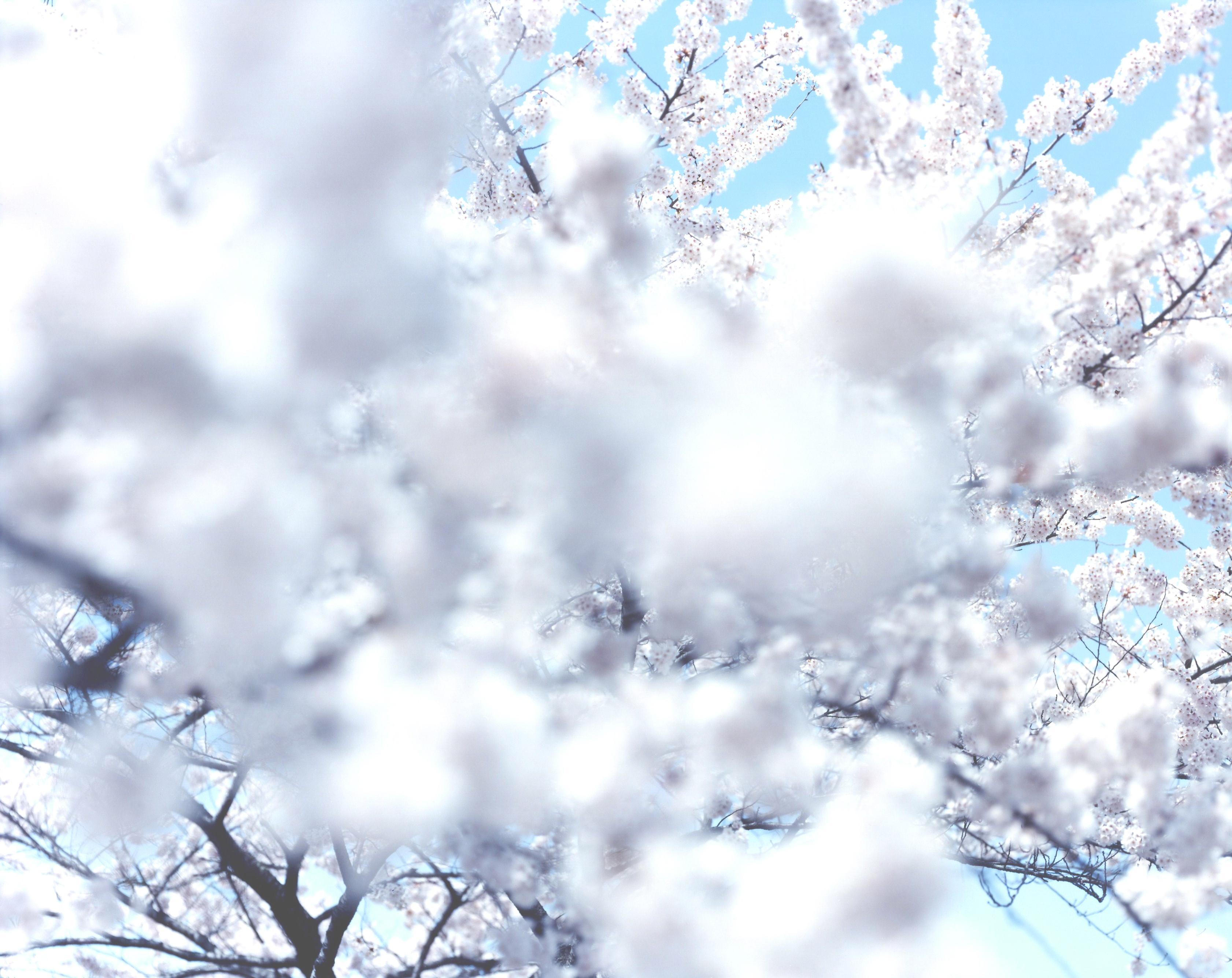 SAKURA 10, 4-66 – Risaku Suzuki, Nature, Tree, Sky, Spring, Cherry Blossom, Art