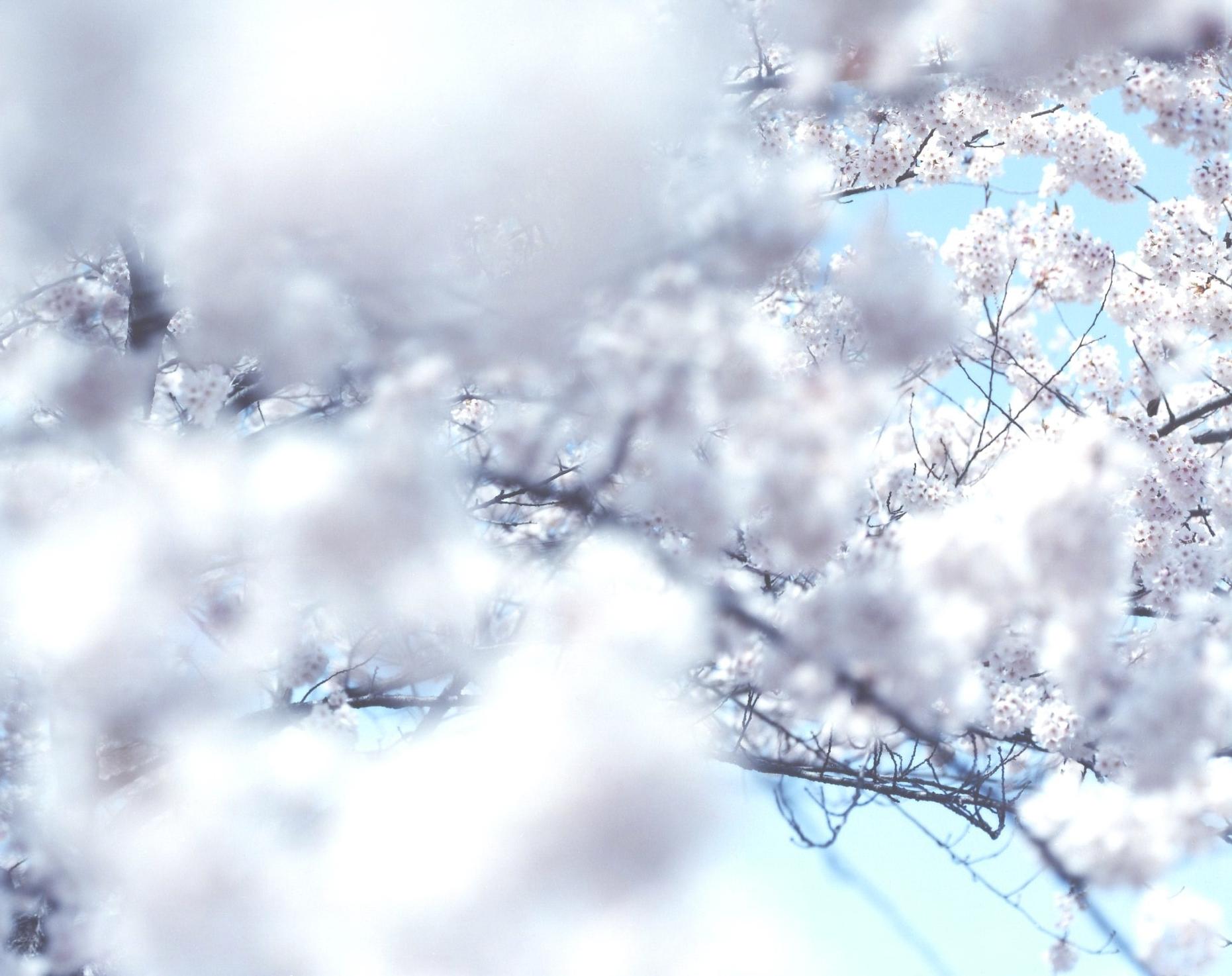 SAKURA 10,4-66 - Risaku Suzuki, Natur, Baum, Himmel, Frühling, Kirschblüte, Kunst im Angebot 1