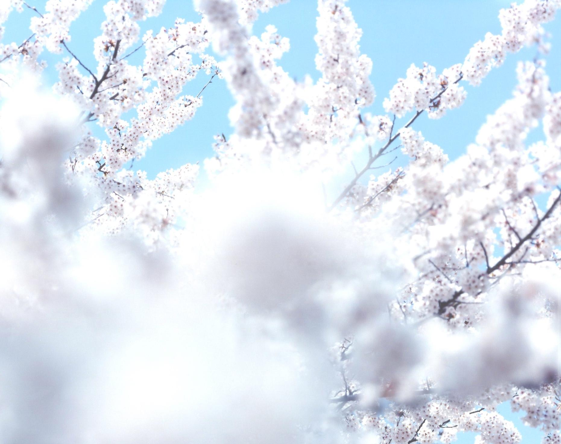 RISAKU SUZUKI (*1963, Japan)
SAKURA 10,4-66
2010
Chromogenic print
Sheet 120 x 155 cm (47 1/4 x 61 in.)
Edition of 5; Ed. no. 2/5
Framed

The Sakura (Japanese term for ‘cherry blossoms’) Celebration commences in early spring and has inspired artists