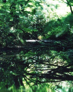 Water Mirror 16, WM-653 – Risaku Suzuki, Nature, Tree, Water, Mirror, Reflection
