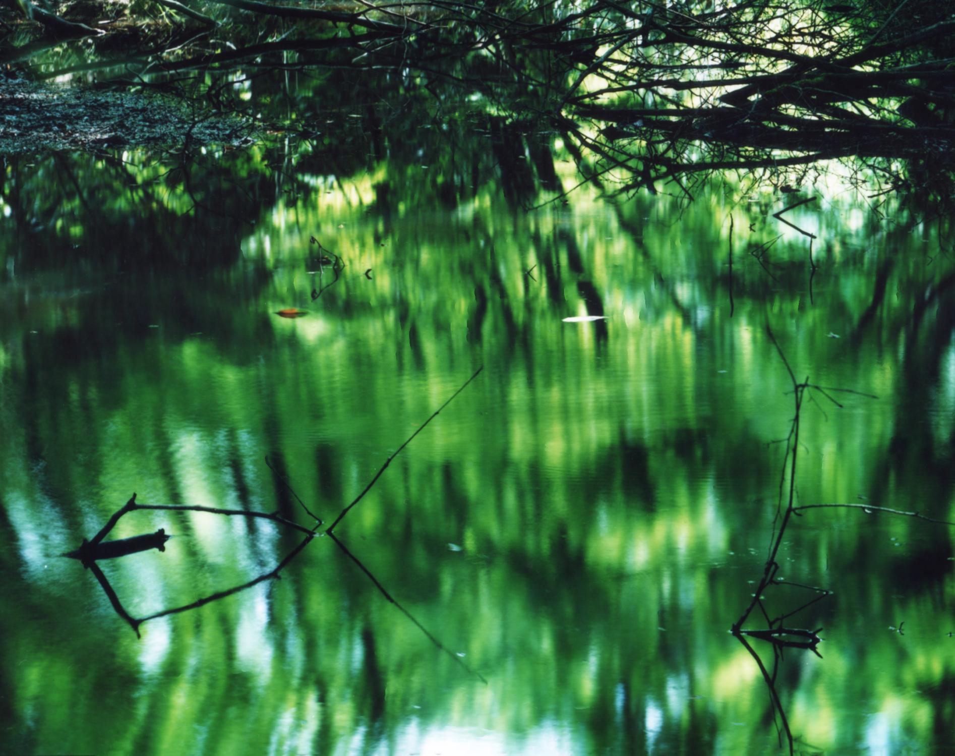 Water Mirror 16, WM-653 – Risaku Suzuki, Nature, Tree, Water, Mirror, Reflection For Sale 2