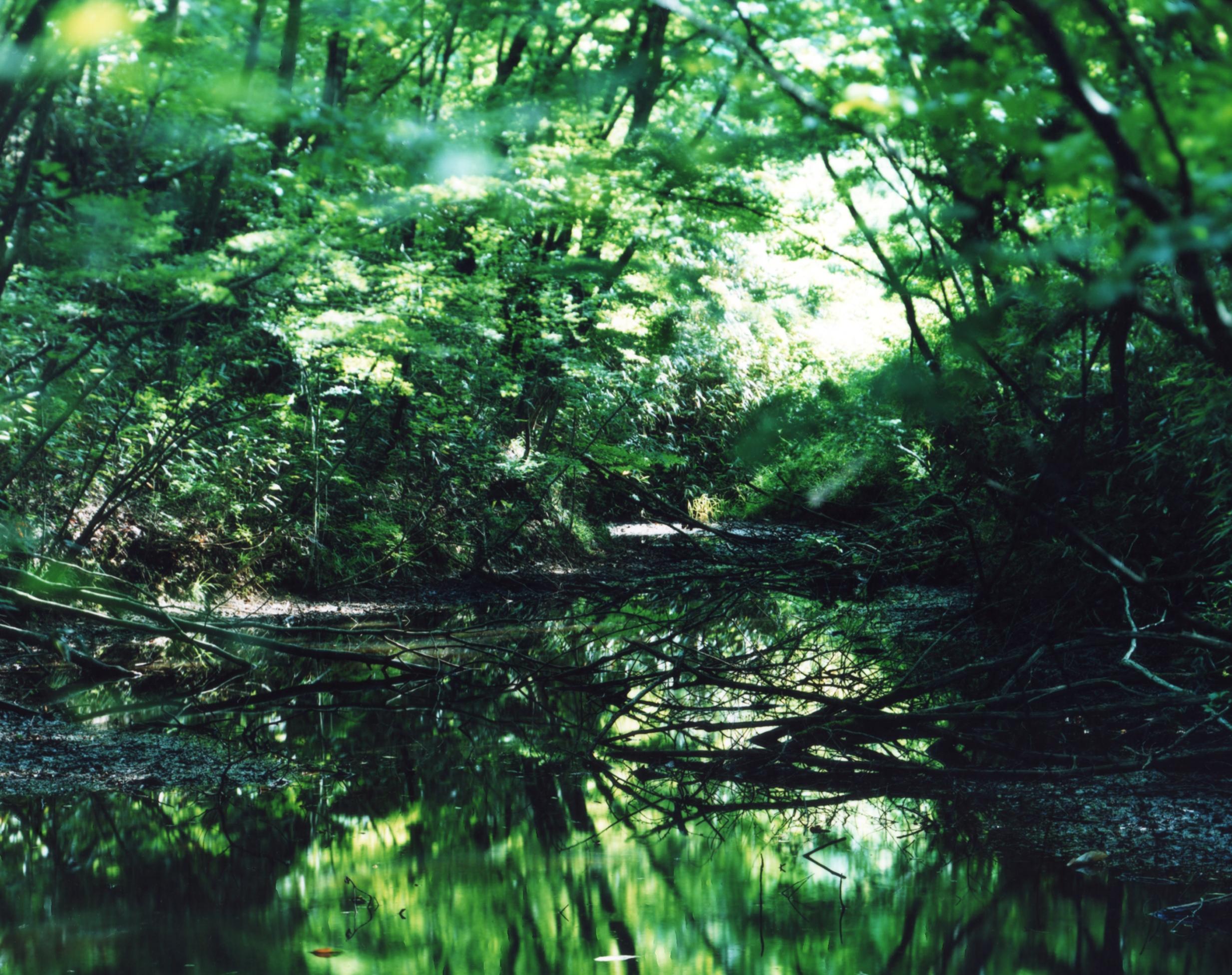 Wasserspiegel 16, WM-653 - Risaku Suzuki, Natur, Baum, Wasser, Spiegel, Reflexion im Angebot 4