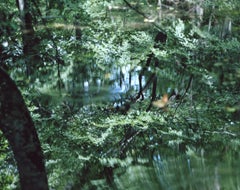 Water Mirror 14, WM-61 – Risaku Suzuki, Nature, Tree, Water, Mirror, Reflection