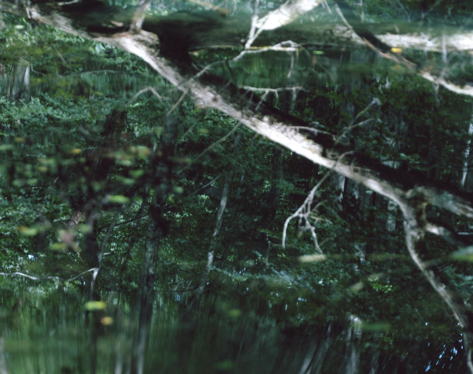 Water Mirror 14, WM-61 – Risaku Suzuki, Nature, Tree, Water, Mirror, Reflection For Sale 1