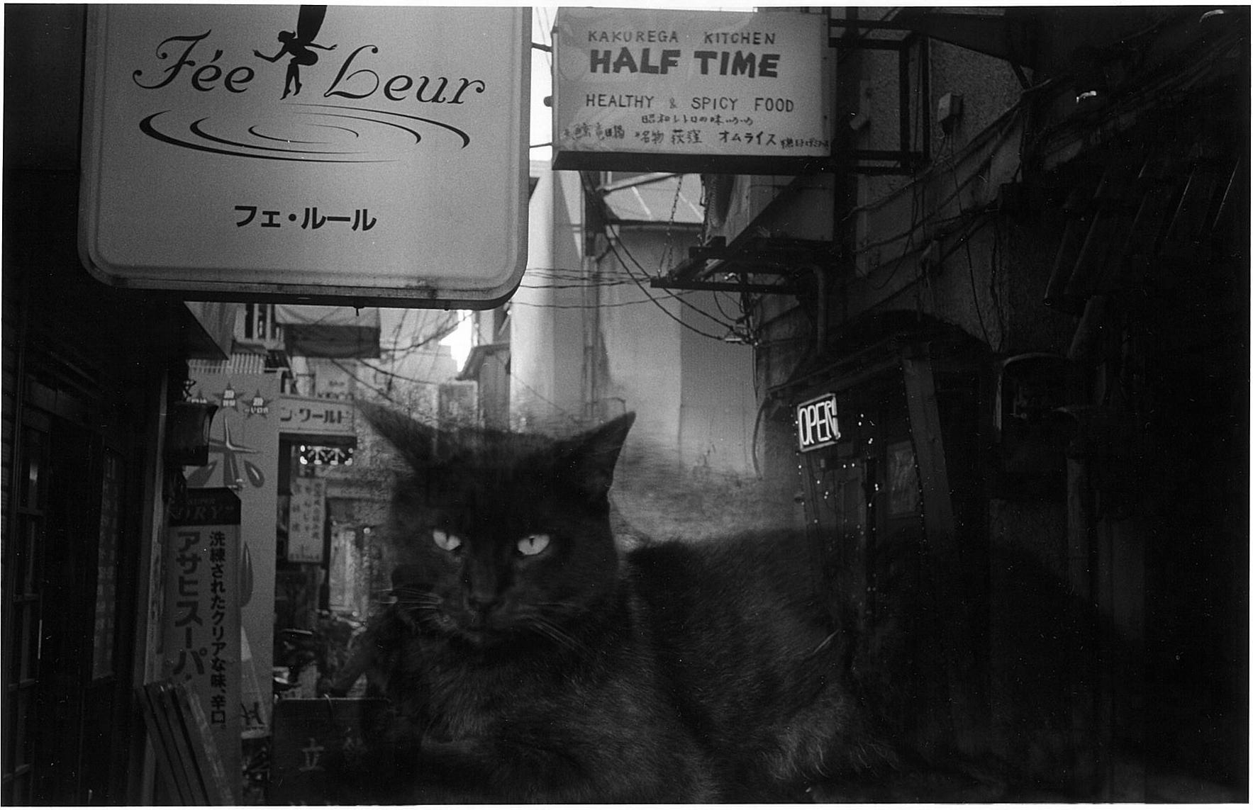 Kosuke Kawamura Black and White Photograph - WARNING #41  – Kosuke, Photography, Art, Abstract, Black and White, Cat, Night