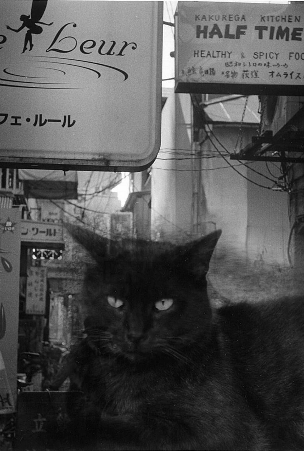 WARNING #41  – Kosuke, Photography, Art, Abstract, Black and White, Cat, Night For Sale 1