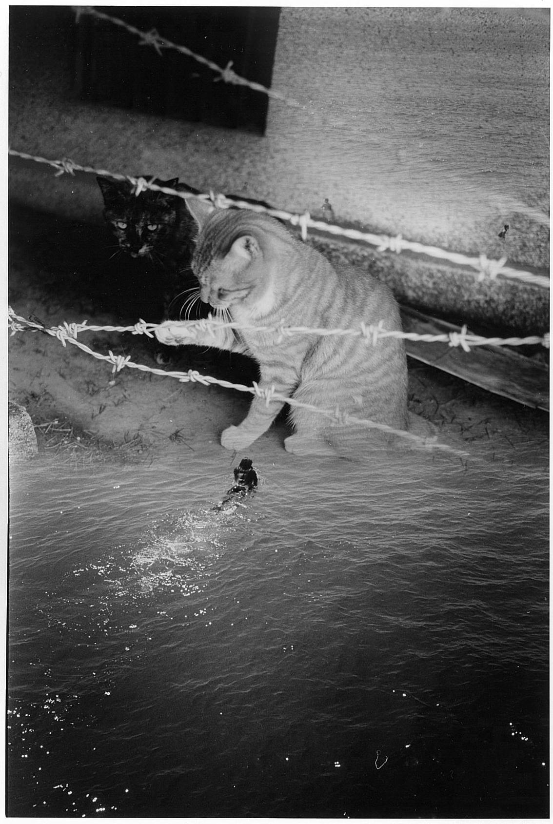 Kosuke Kawamura Black and White Photograph - WARNING #38 – Kosuke, Photography, Animal, Black and White, Cityscape, Cat