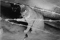 WARNING #38 – Kosuke, Photography, Animal, Black and White, Cityscape, Cat