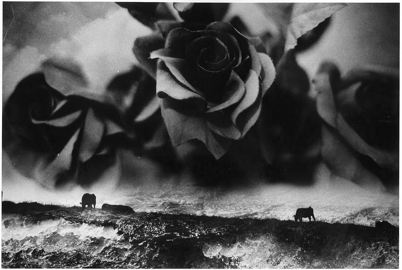 Kosuke Kawamura Black and White Photograph - WARNING #31 – Kosuke, Photography, Art, Abstract, Black and White, Black Roses