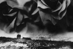 WARNING #31 – Kosuke, Photography, Art, Abstract, Black and White, Black Roses