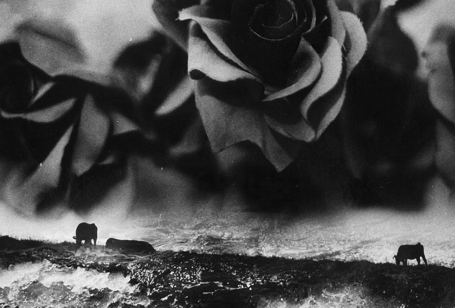 WARNING #31 – Kosuke, Photography, Art, Abstract, Black and White, Black Roses For Sale 1