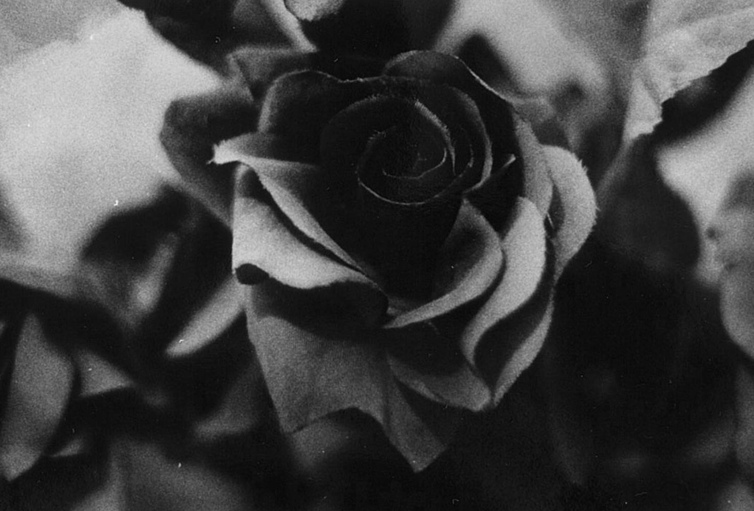 WARNING #31 – Kosuke, Photography, Art, Abstract, Black and White, Black Roses For Sale 2