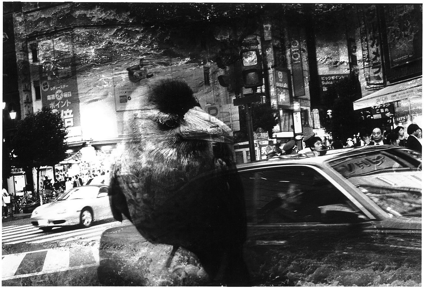 Kosuke Kawamura Black and White Photograph - WARNING #26  – Kosuke, Photography, Art, Abstract, Black and White, Bird, Street