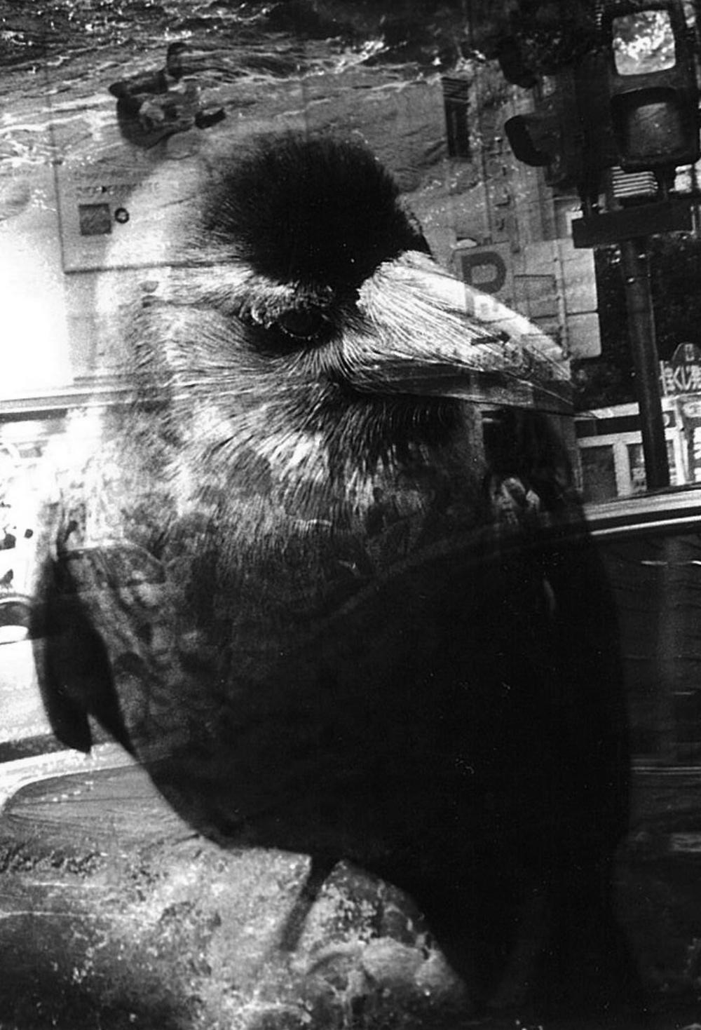 WARNING #26  – Kosuke, Photography, Art, Abstract, Black and White, Bird, Street For Sale 1
