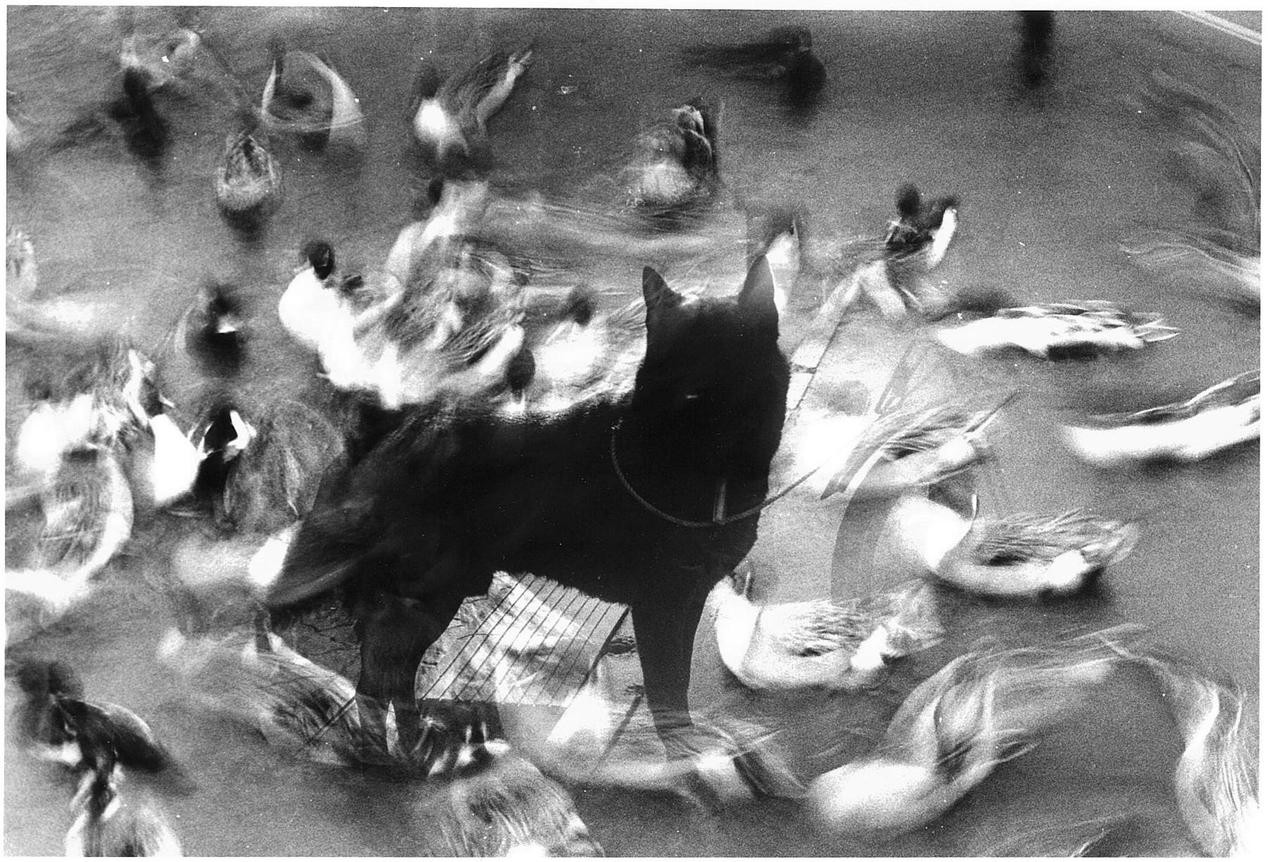 Kosuke Kawamura Black and White Photograph - WARNING #01  – Kosuke, Photography, Art, Black and White, Dog, Birds, Animals