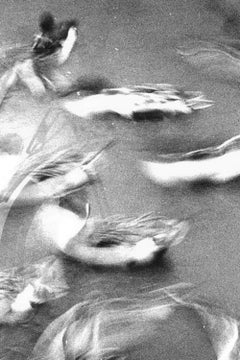 WARNING #01  – Kosuke, Photography, Art, Black and White, Dog, Birds, Animals