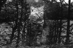 WARNING #28  – Kosuke, Photography, Art, Abstract, Black and White, Cat, Animals