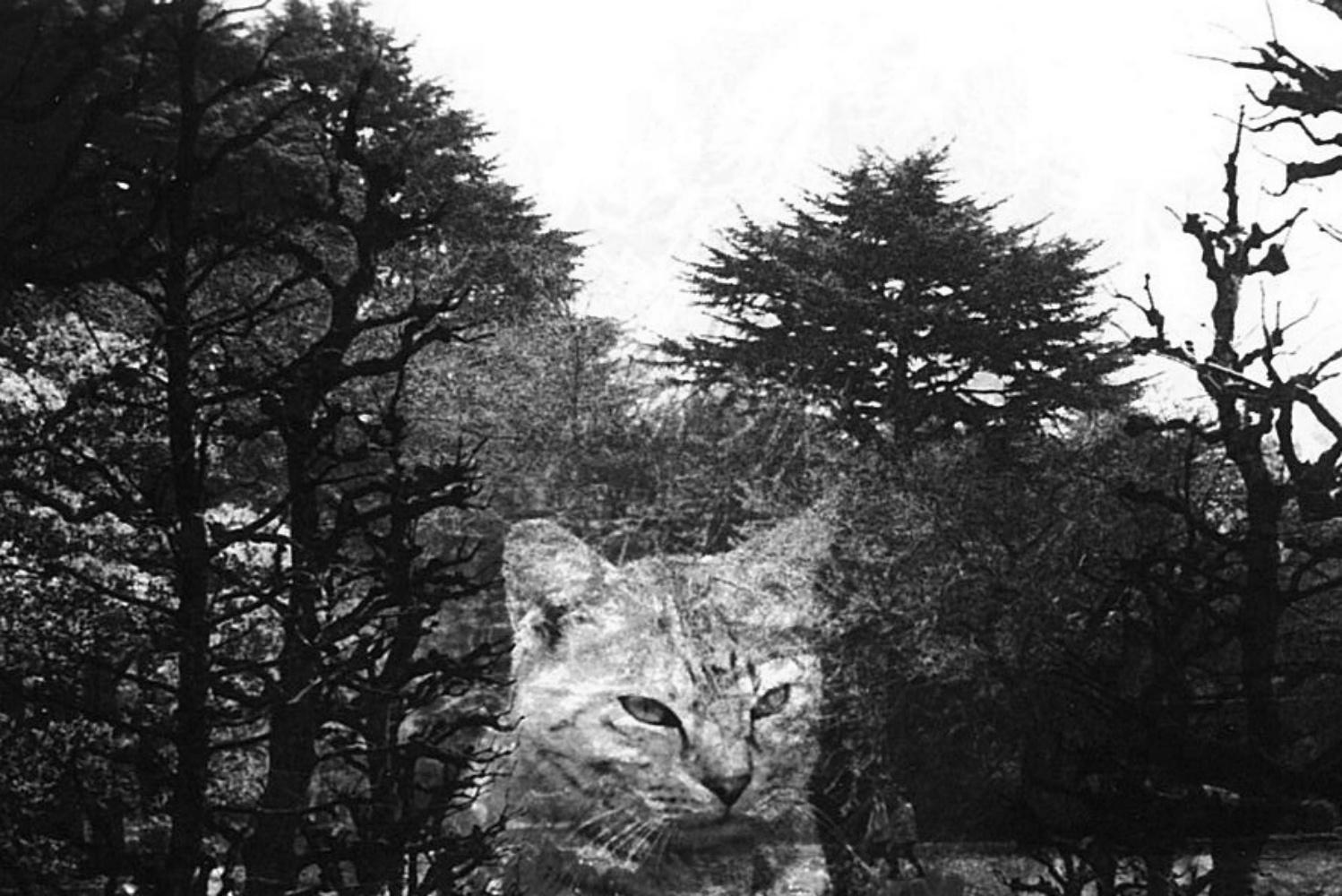 WARNUNG #28  - Kosuke, Fotografie, Kunst, Abstrakt, Schwarz und Weiß, Katze, Tiere im Angebot 1