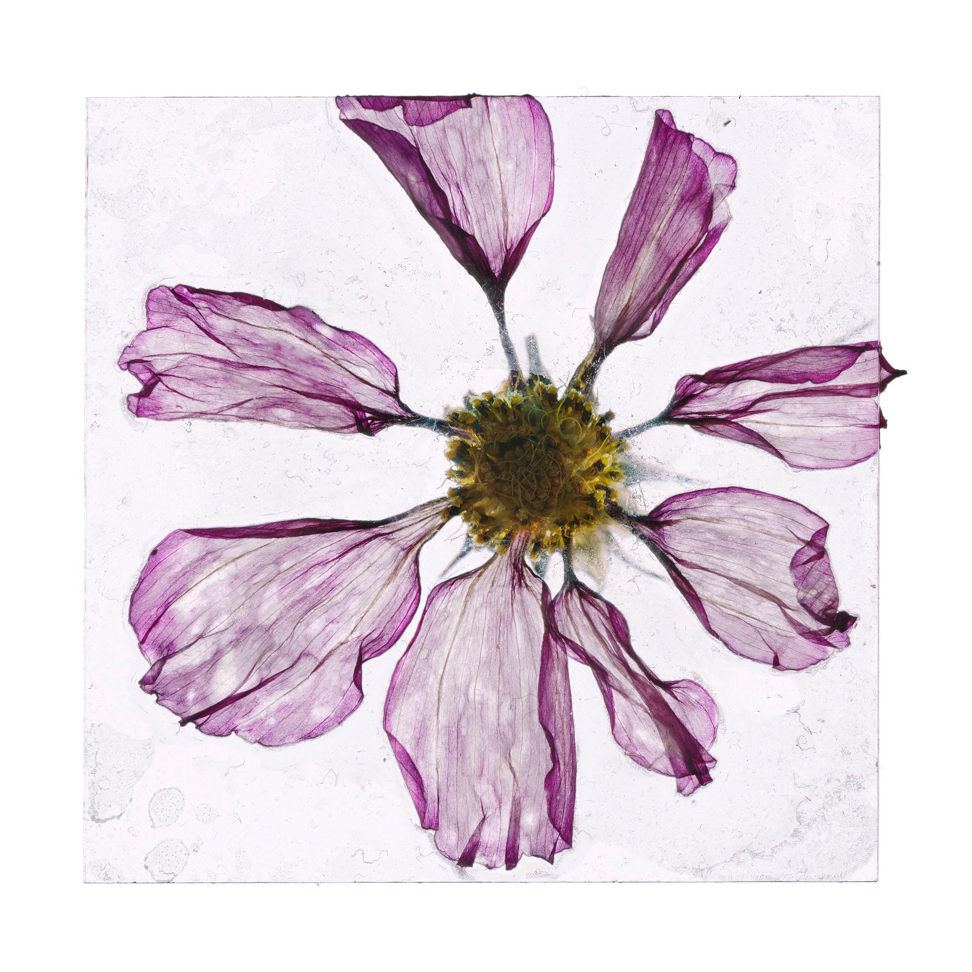 Brigitte LUSTENBERGER (*1969, Schweiz)
Blumen Unbekannt 10, 2020
Aus der Serie 'Eine Erscheinung der Erinnerung'
C-Druck
100 x 100 cm (39 3/8 x 39 3/8 in.) 
Auflage von 5, plus 2 AP; Ed. Nr. 1/5
nur drucken

Brigitte wurde in Zürich geboren und