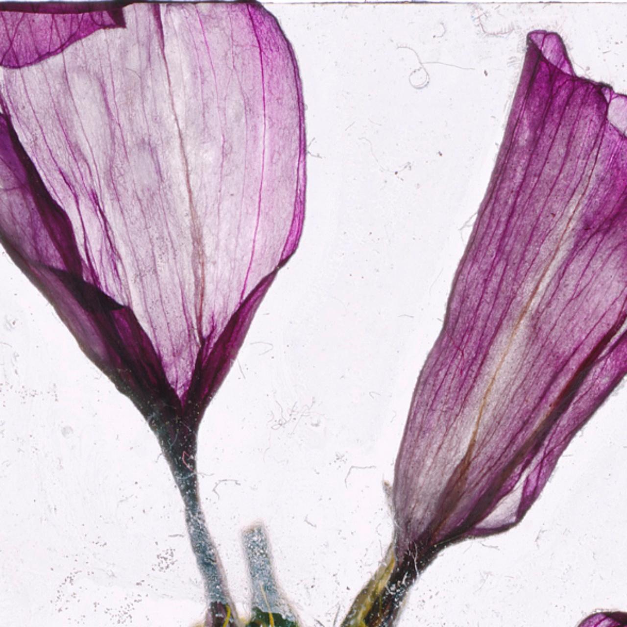 Blumen Unbekannt 10 Brigitte Lustenberger, Blumen, Stillleben, Kunst, Flora im Angebot 1