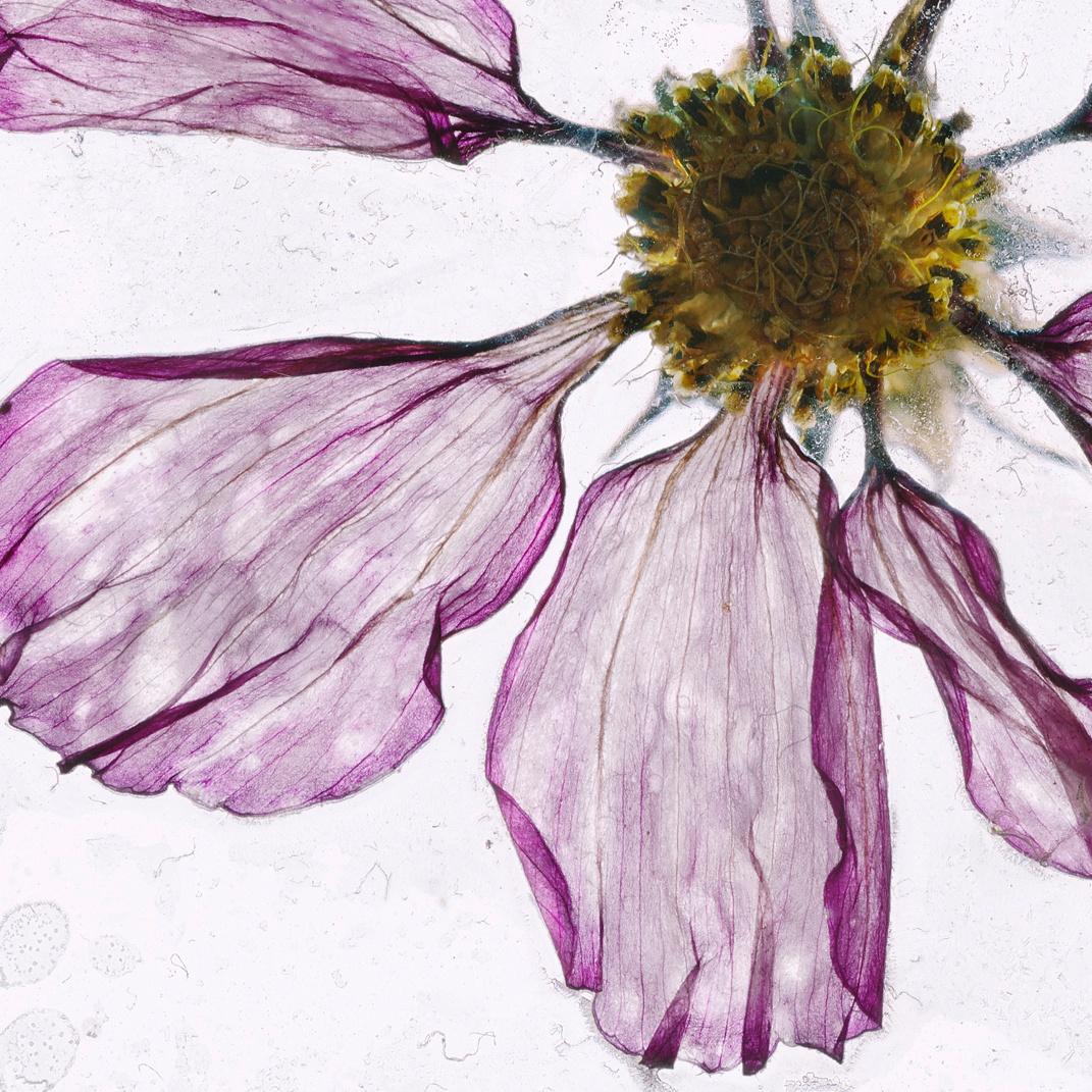Blumen Unbekannt 10 Brigitte Lustenberger, Blumen, Stillleben, Kunst, Flora im Angebot 2