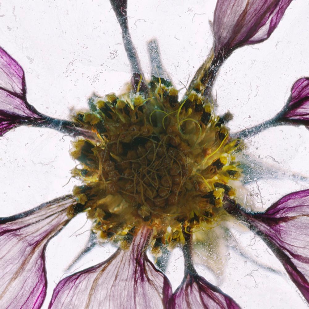 Blumen Unbekannt 10 Brigitte Lustenberger, Blumen, Stillleben, Kunst, Flora im Angebot 3