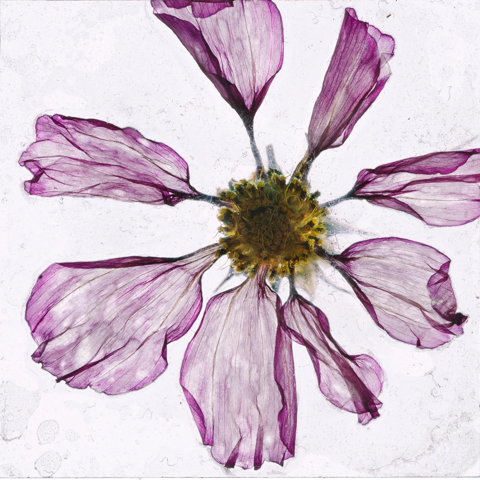 Blumen Unbekannt 10 Brigitte Lustenberger, Blumen, Stillleben, Kunst, Flora im Angebot 4