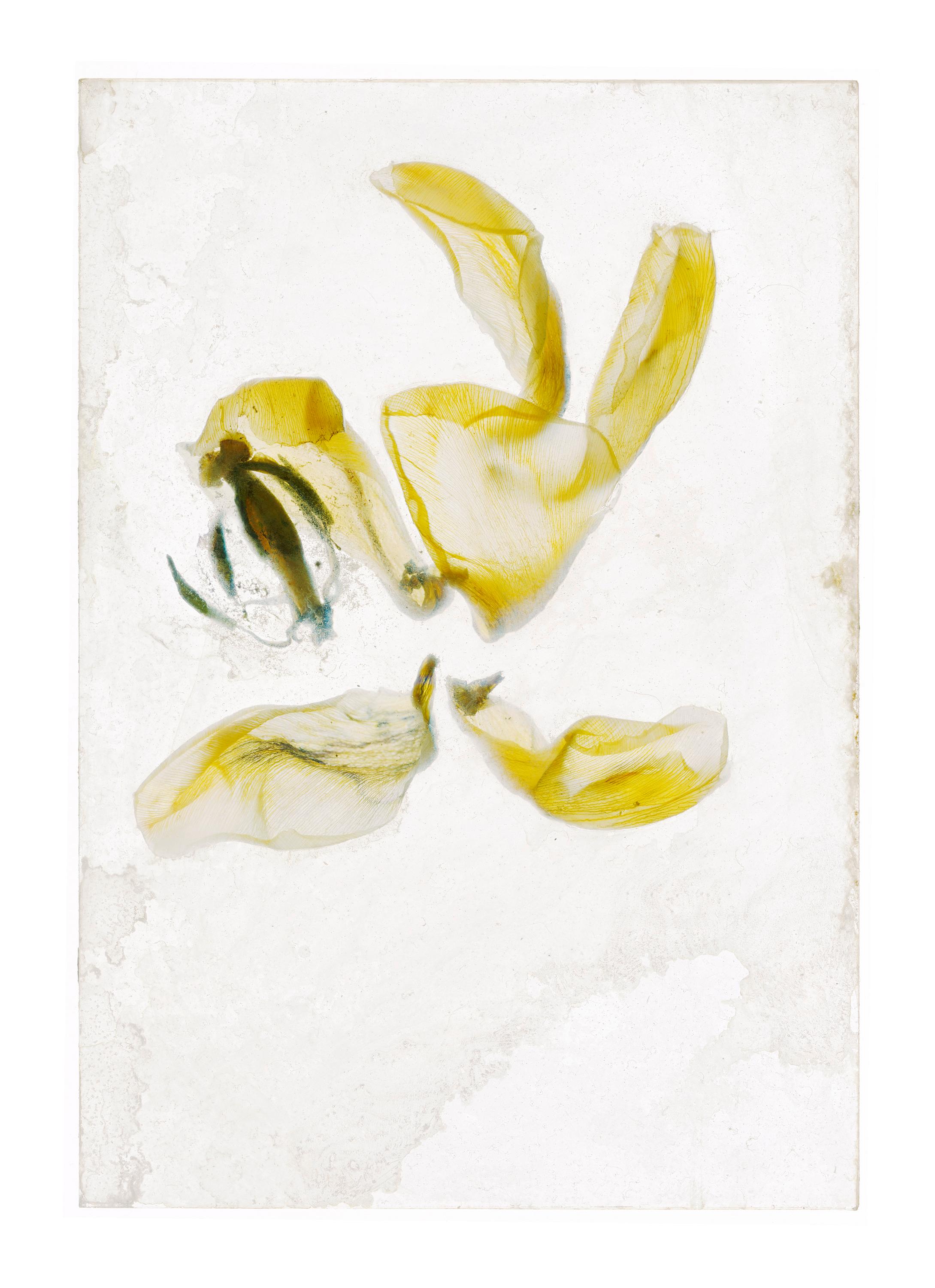 Brigitte LUSTENBERGER (*1969, Schweiz)
Blumen Unbekannt 16, 2020
Aus der Serie 'Eine Erscheinung der Erinnerung'
C-Druck
135 x 100 cm (53 1/8 x 39 3/8 in.) 
Auflage von 5, plus 2 AP; Ed. Nr. 1/5
nur drucken

Brigitte wurde in Zürich geboren und