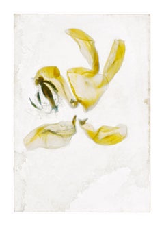 Flowers Unknown 16 – Brigitte Lustenberger, Flower, Still Life, Art, Flora