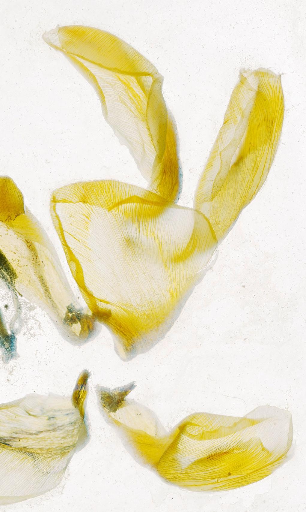 Blumen Unbekannt 16 Brigitte Lustenberger, Blumen, Stillleben, Kunst, Flora im Angebot 2