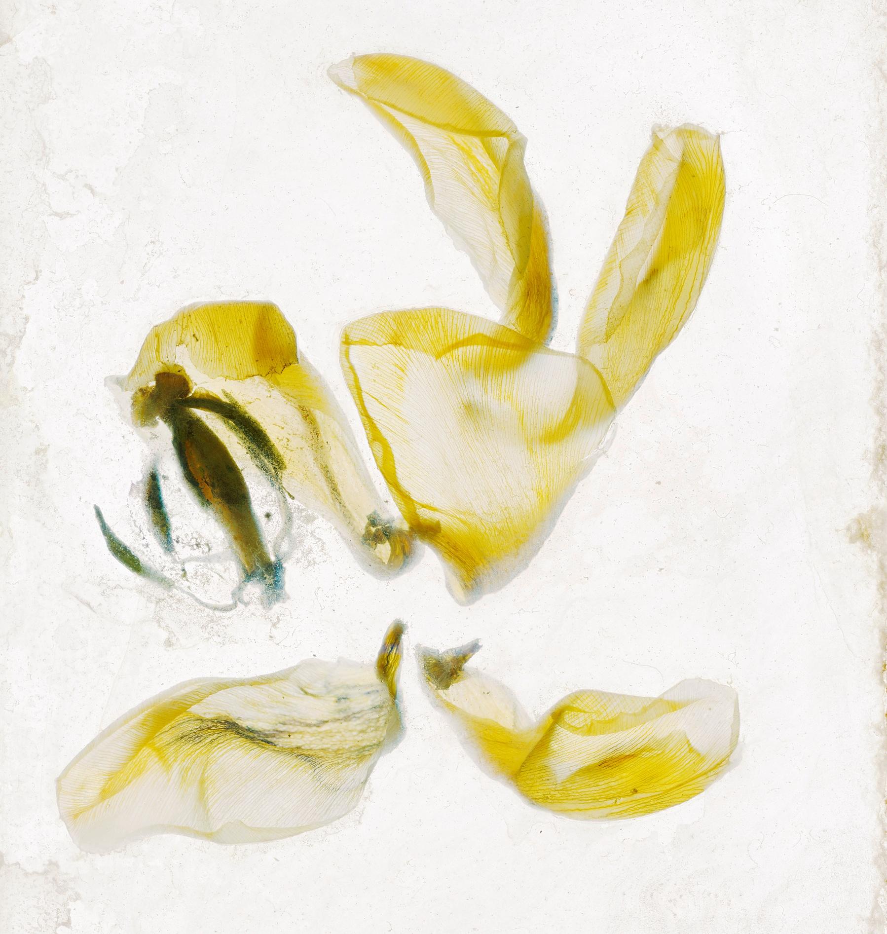 Blumen Unbekannt 16 Brigitte Lustenberger, Blumen, Stillleben, Kunst, Flora im Angebot 4