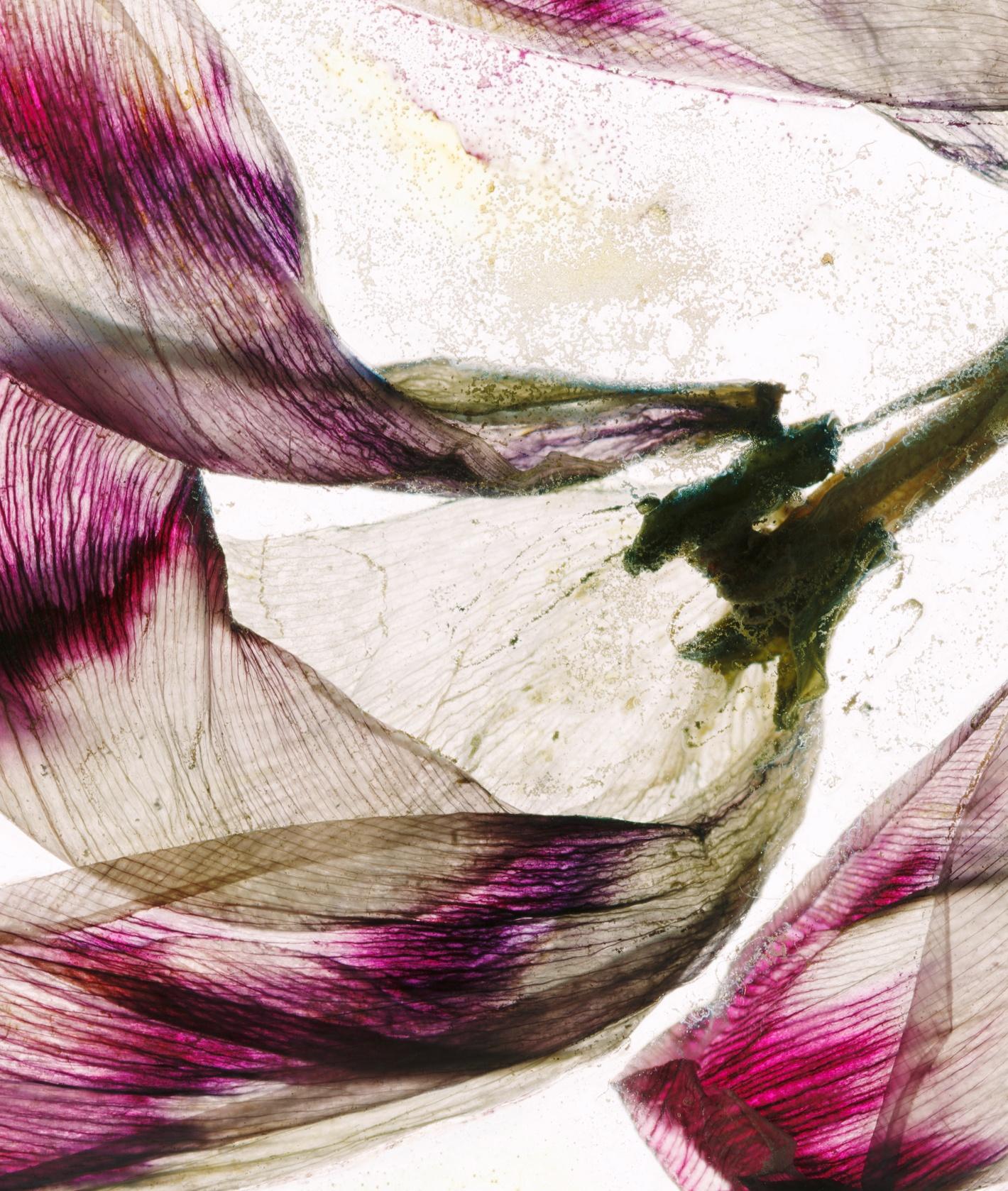 Brigitte Lustenberger, Fleur, Nature morte, Art, Flora, Soufflage demain en vente 1