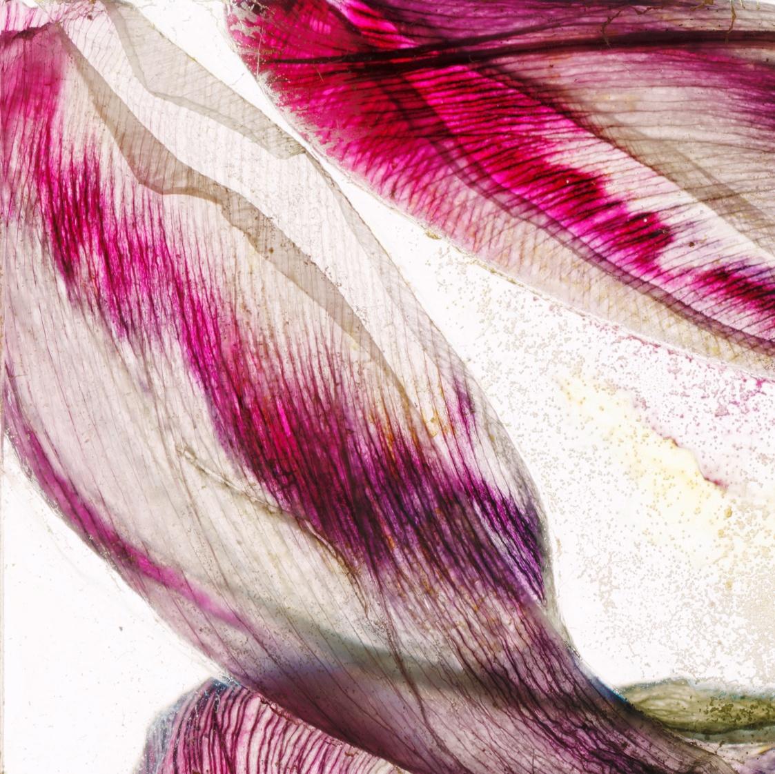 Will blow away tomorrow – Brigitte Lustenberger, Flower, Still Life, Art, Flora For Sale 2