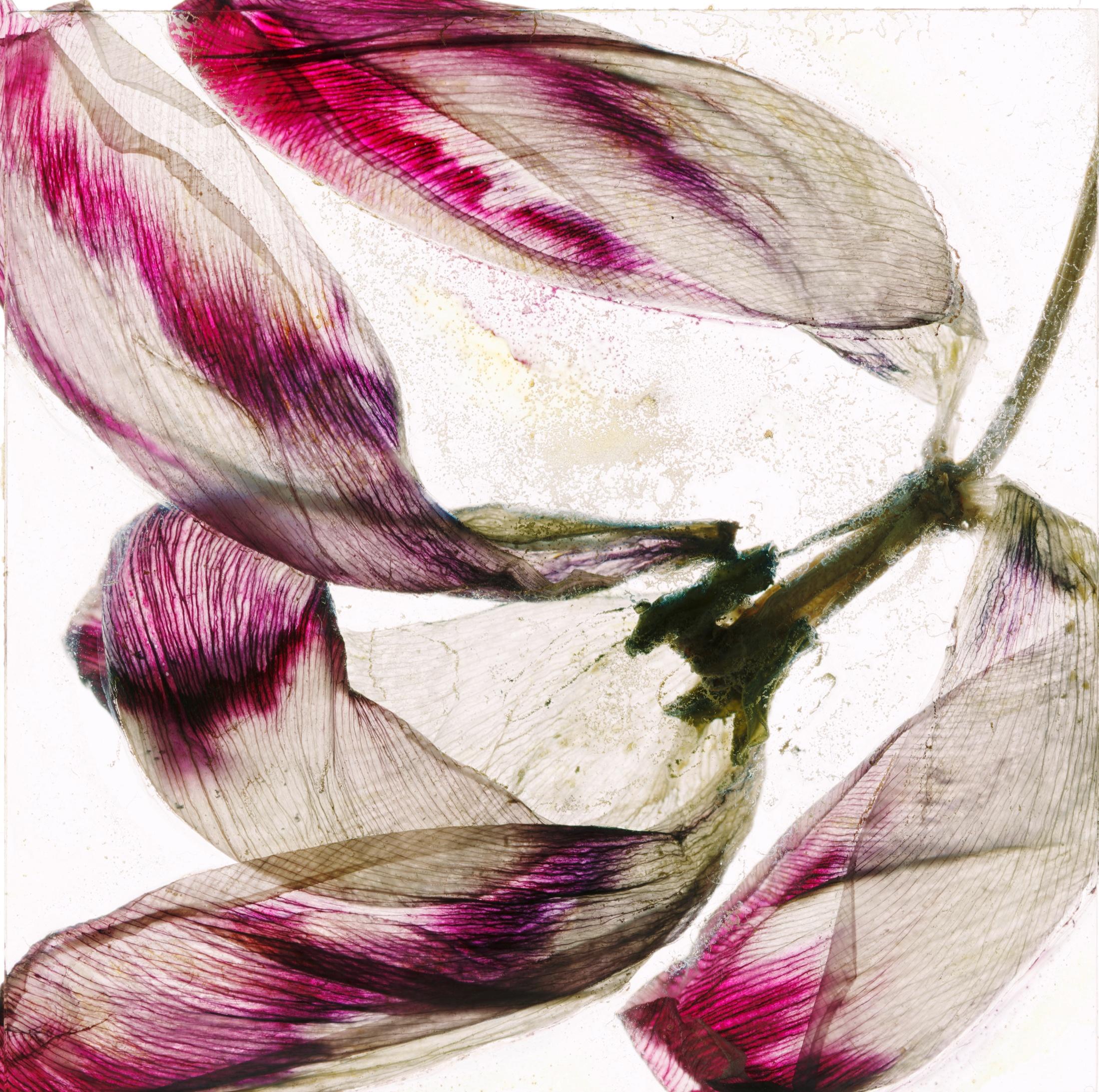 Will blow away tomorrow – Brigitte Lustenberger, Flower, Still Life, Art, Flora For Sale 4