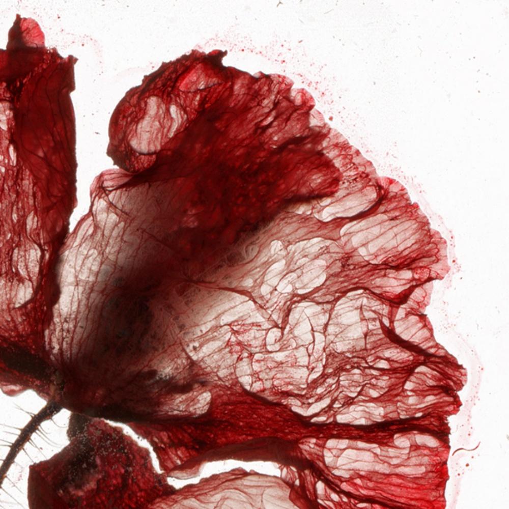 Now is not a time  – Brigitte Lustenberger, Flower, Still Life, Art, Flora For Sale 1