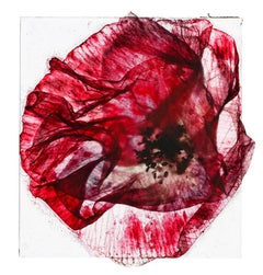 Sometimes they sing back to me  – Brigitte Lustenberger, Flower, Still Life, Art