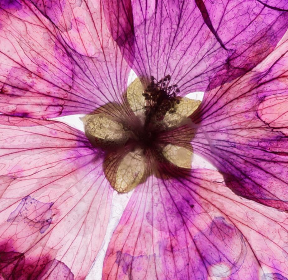 Das Herz ist frisch gehüllt  Brigitte Lustenberger, Blume, Stillleben im Angebot 3