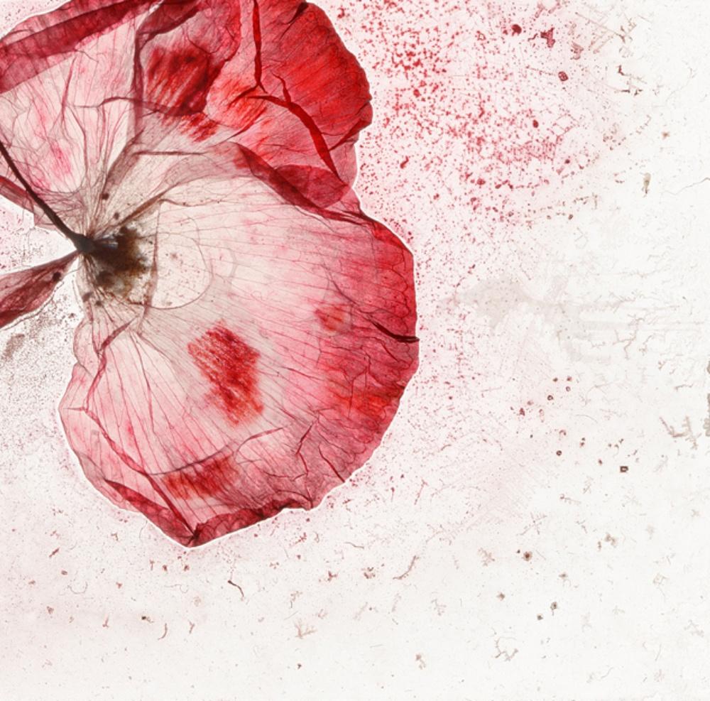 The memory of our pain – Brigitte Lustenberger, Flower, Still Life, Colors For Sale 1